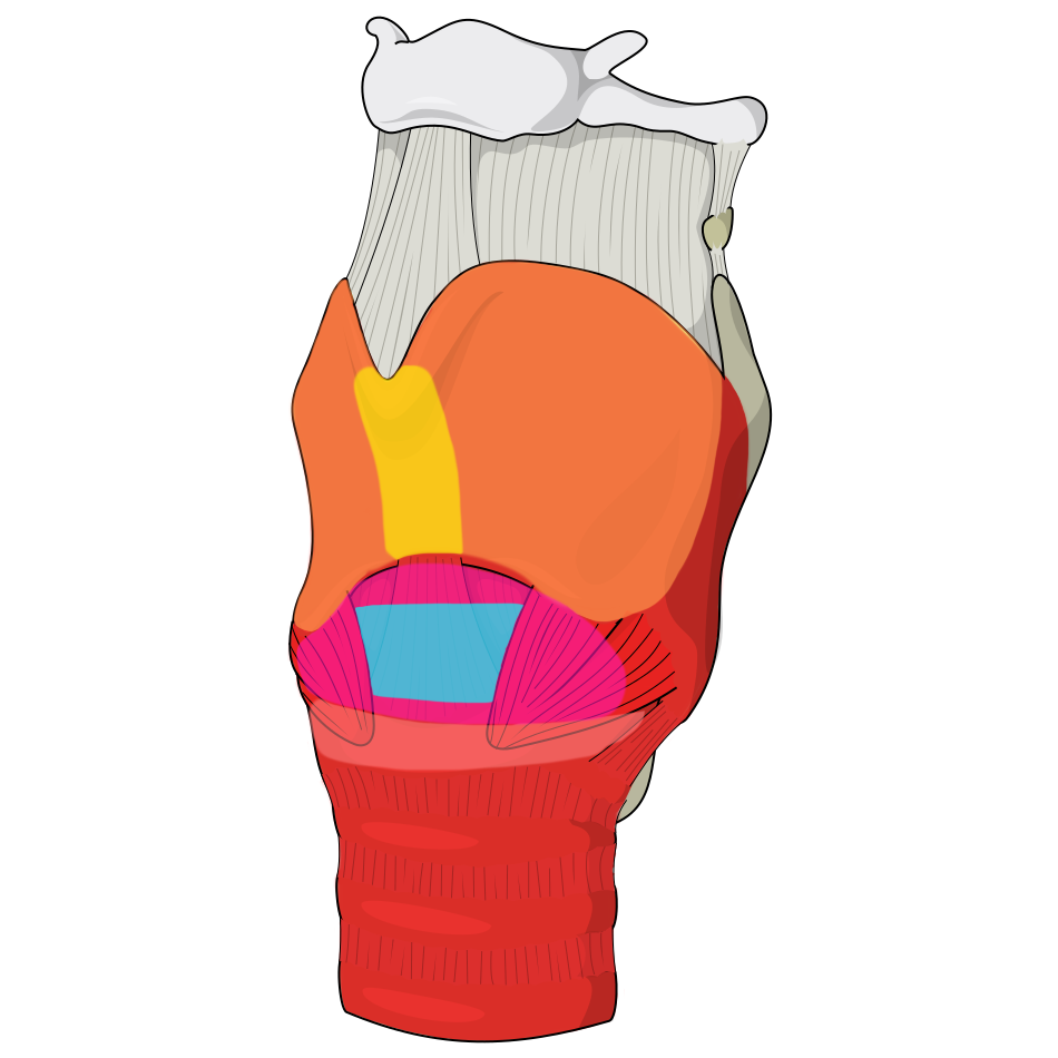 ตำแหน่งกายวิภาคสำหรับคลำหา cricothyroid membrane